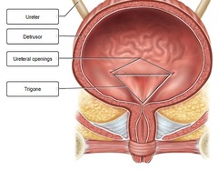 Correctly label the following anatomical structures of the female urethra and urinary bladder.