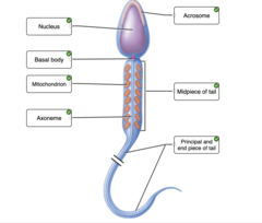 Correctly label the following parts of a mature sperm.