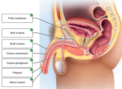 Correctly label the following parts of the male reproductive system.