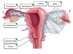 Correctly label the following structures of the female reproductive tract.