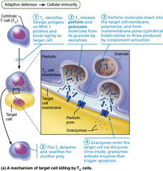 cytotoxic T (TC) cells