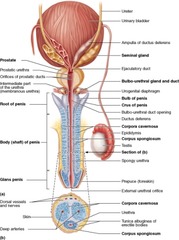 D) urethra 

The urethra is used to carry both sperm cells within semen and urine from the prostate to the tip of the penis.