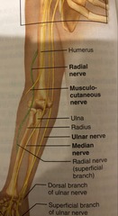 Damage to the ulnar nerve could result in the inability to ______.