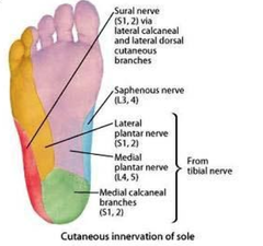 dermatomes on sole of foot