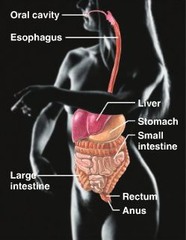 digestive system parts