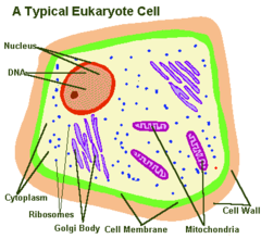 DNA in Eukaryotic Cells
