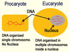 DNA in Prokaryotic Cells: