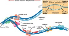 DNA ligase