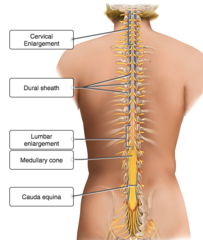 Drag each label to the appropriate region of the spinal cord.