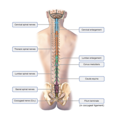Drag the labels onto the diagram to identify the gross anatomical structures of the spinal cord.