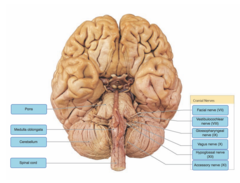 Drag the labels onto the diagram to identify the origins of the cranial nerves (VII - XII).