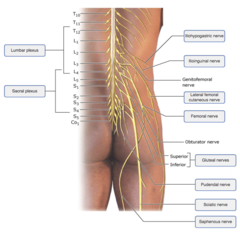 Drag the labels onto the diagram to identify the peripheral nerves and nerve plexuses: lumbar and sacral plexuses.