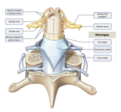 Drag the labels onto the diagram to identify the spinal nerve roots and meninges.