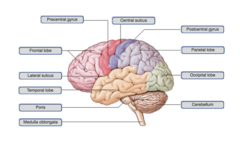 Drag the labels to identify the landmarks and features on one of the cerebral hemispheres.