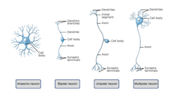 Drag the labels to identify the structural classifications of neurons.