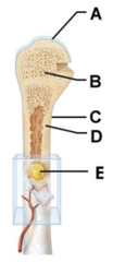 D

The shaft of an adult long bone is composed of compact bone.