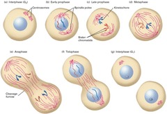 During _____ both the contents of the nucleus and the cytoplasm are divided.