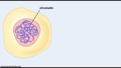 During interphase, most of the nucleus is filled with a complex of DNA and protein in a dispersed form called _____.