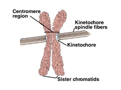 During mitosis, microtubules attach to chromosomes at the ______.