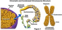 During most of a cell's life cycle; DNA is wrapped around proteins to form a complex material called