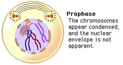 During prophase a homologous pair of chromosomes consists of _____.