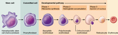 During which phase in erythrocyte development does the color of hemoglobin overcome the color of the stained ribosomes?
phase 1 
 phase 2 
 phase 3