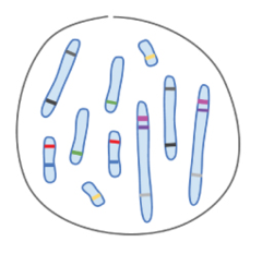 Each chromosome contains one long molecule of double-stranded DNA and proteins.