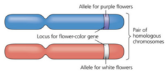 Each chromosome in this homologous pair possesses a different allele for flower color. Which statement about this homologous pair of chromosomes is correct?