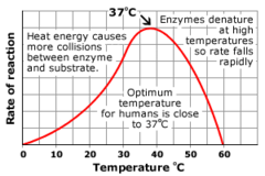 Effect of temperature on enzyme activity