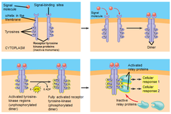 enzyme-linked receptors