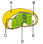 E

The Calvin cycle occurs in the stroma.