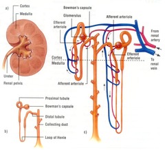 Examine the figure of a human nephron. Where and when does osmolarity of the filtrate increase?