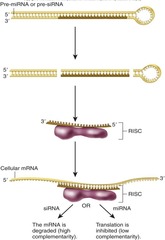 Explain the two modes of action of microRNA's **