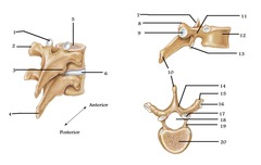Facet for Tubercle of Rib