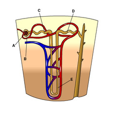 Filtrate is formed as fluid is forced through the walls of the glomerulus and, initially, collects in the structure indicated by the letter
Question #3

 A
 B
 C
 D
 E
