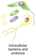 For pathogen below, choose the type of cell that would be used in the adaptive immune response.
Intracellular bacteria and protozoa