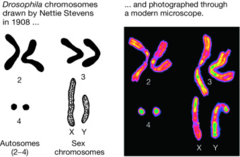 For the male Drosophila shown in Figure 13.1, what are the (1) haploid number, (2) ploidy, and (3) total number of chromosomes?