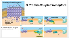 G-protein coupled receptor