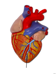 Great cardiac vein