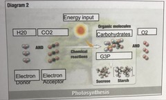 H2O, CO2 , Energy input, Carbohydrates, O2, Electron donor, Electron acceptor, G3P