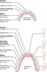 How are wisdom teeth (third molars) classified?

as incisors 
as permanent teeth 
as milk teeth 
as primary teeth