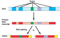 How can alternative RNA splicing result in different proteins derived from the same initial RNA transcript?