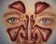 How do the 4 paranasal sinuses drain into the nasal cavity?