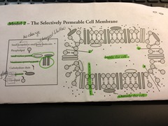 How does the concentration of the small molecules inside the cell compare to that outside the cell?