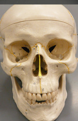 How many bones make up the nasal septum?