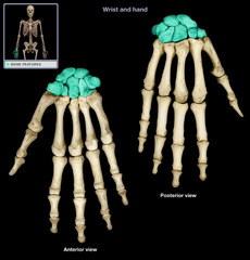 How many carpal bones are in the wrist?