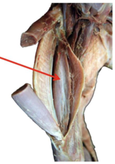 Identify the action of the muscle indicated below