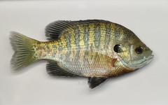 Identify the Bluegill from the provided images