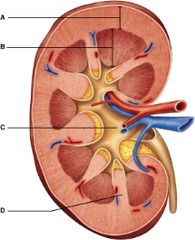 Identify the functional area of the kidney at letter B.