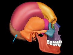 Identify the location of the occipital bone.